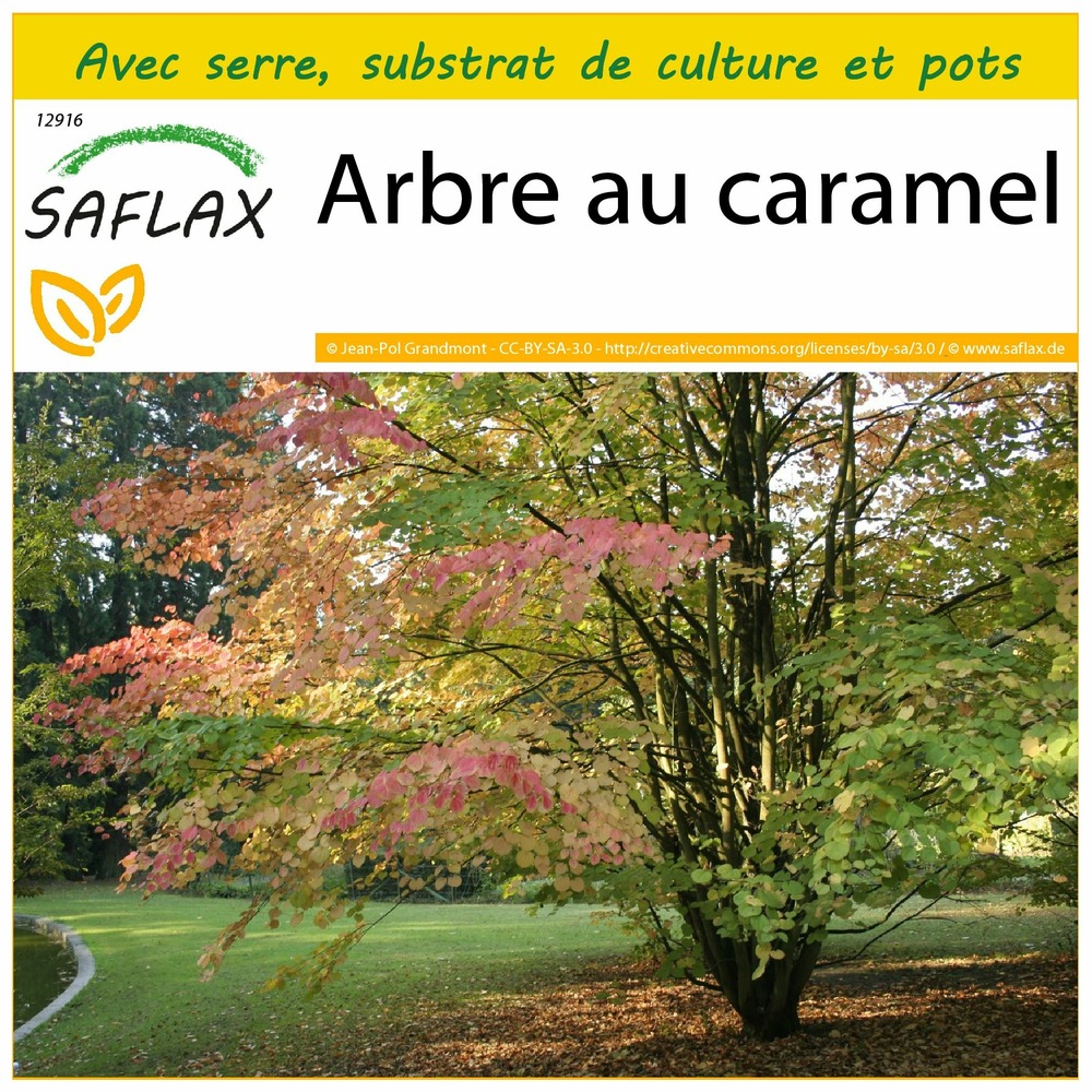 Ensemble de culture - arbre au caramel - 200 graines - cercidiphyllum japonicum