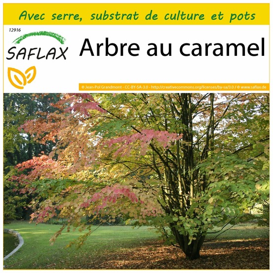Ensemble de culture - arbre au caramel - 200 graines - cercidiphyllum japonicum