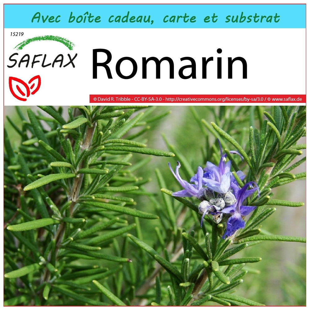 Ensemble-cadeau - romarin - 100 graines - rosmarinus officinalis