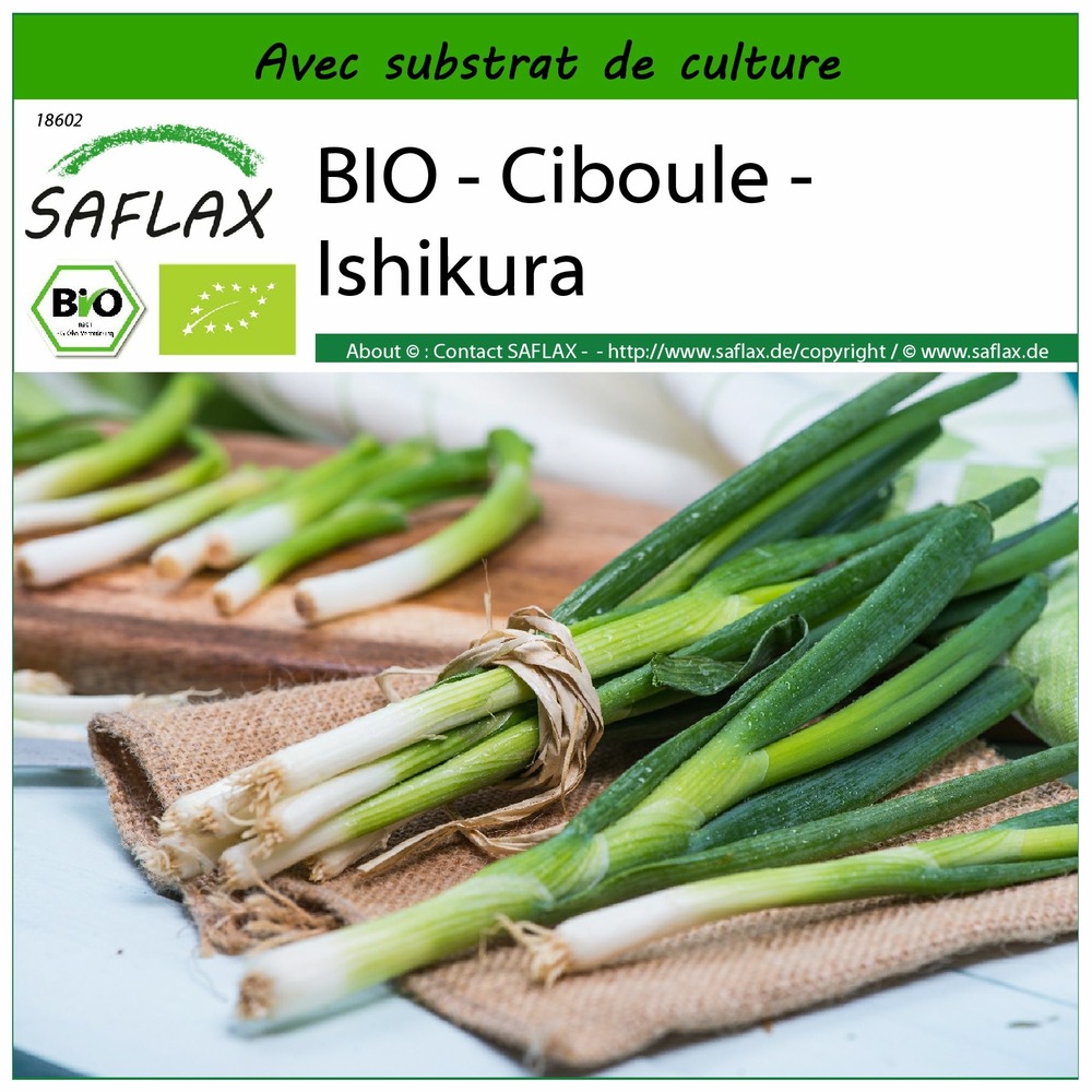 Bio - ciboule - ishikura - 150 graines - avec substrat - allium fistulosum