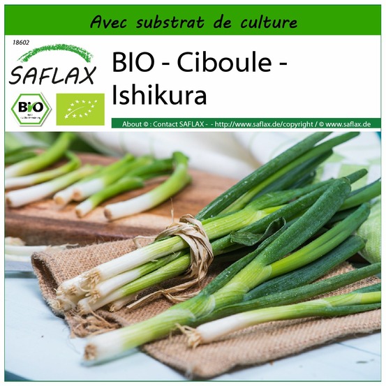 Bio - ciboule - ishikura - 150 graines - avec substrat - allium fistulosum