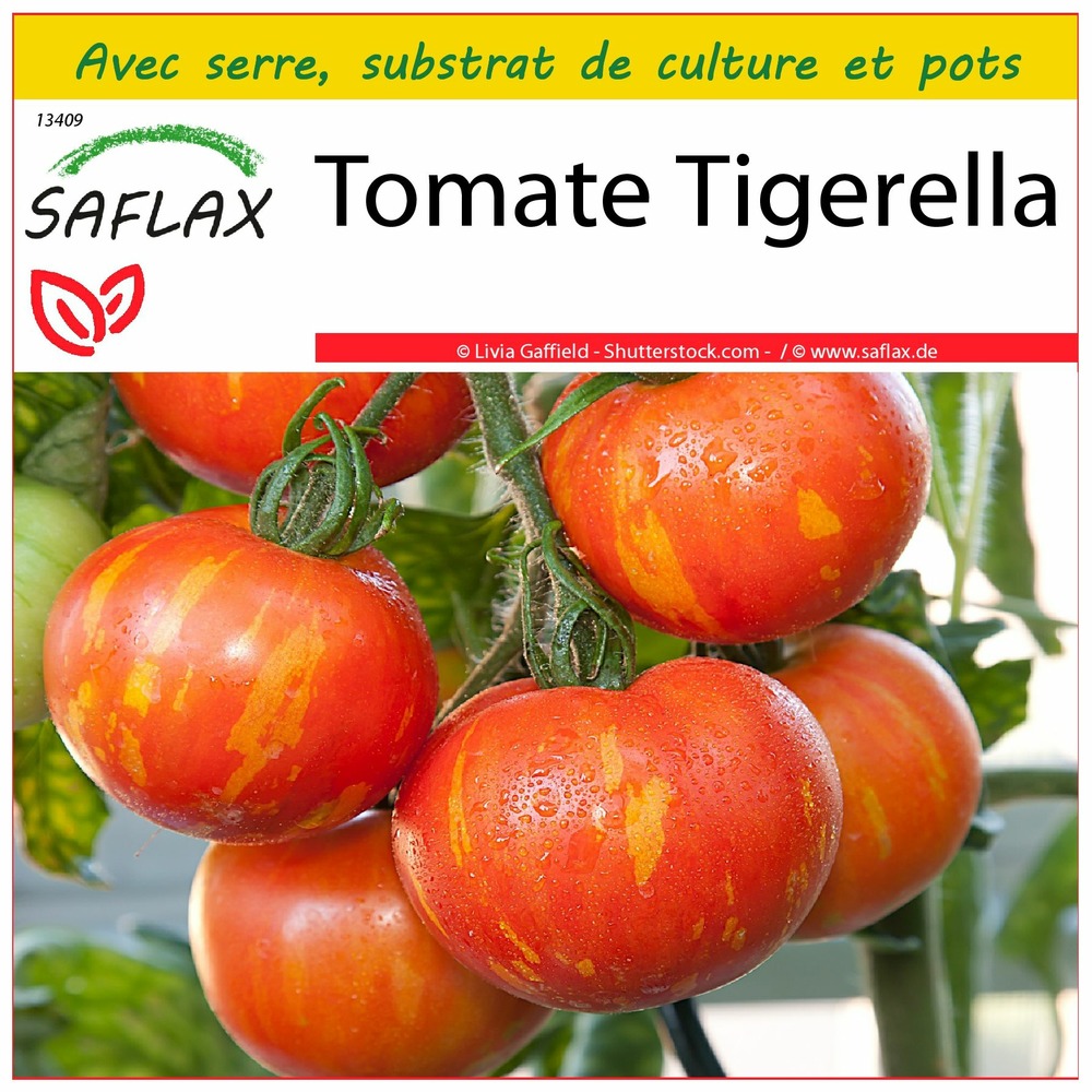 Ensemble de culture - tomate tigerella - 10 graines - lycopersicon esculentum