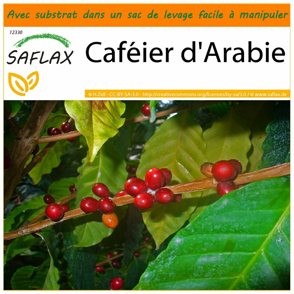 Jardin dans le sac - caféier d'arabie - 8 graines  - coffea arabica nana