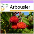 Arbousier - 50 graines - arbutus unedo