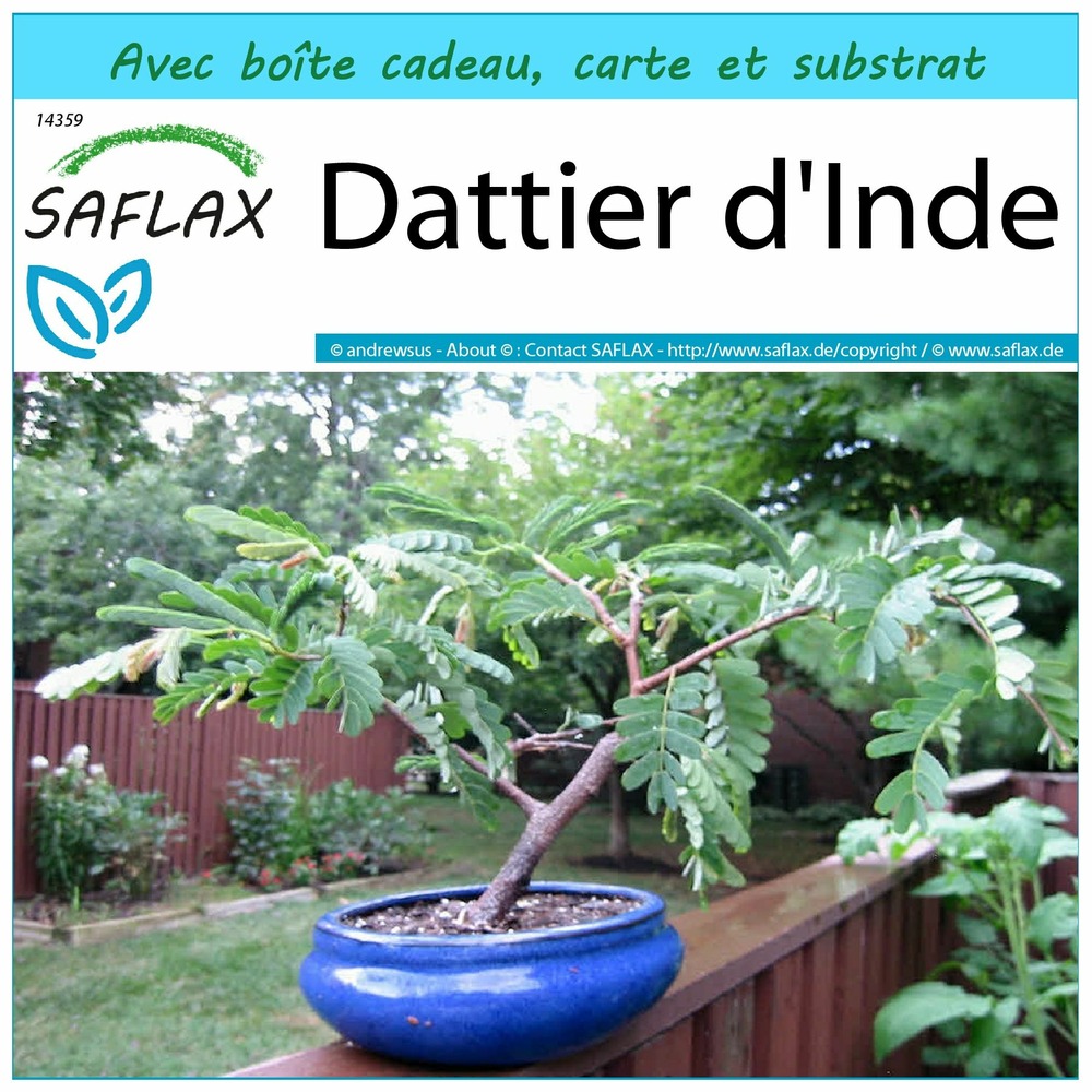 Ensemble-cadeau - dattier d'inde - 4 graines - tamarindus indica