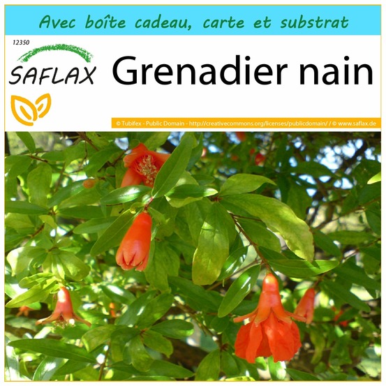 Ensemble-cadeau - grenadier nain - 50 graines - punica granatum nana