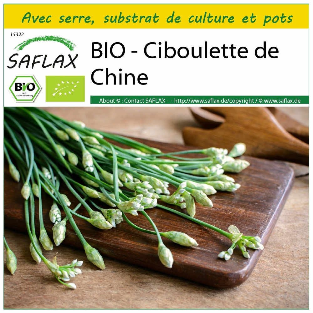Ensemble de culture - bio - ciboulette de chine - 100 graines - allium tuberosum