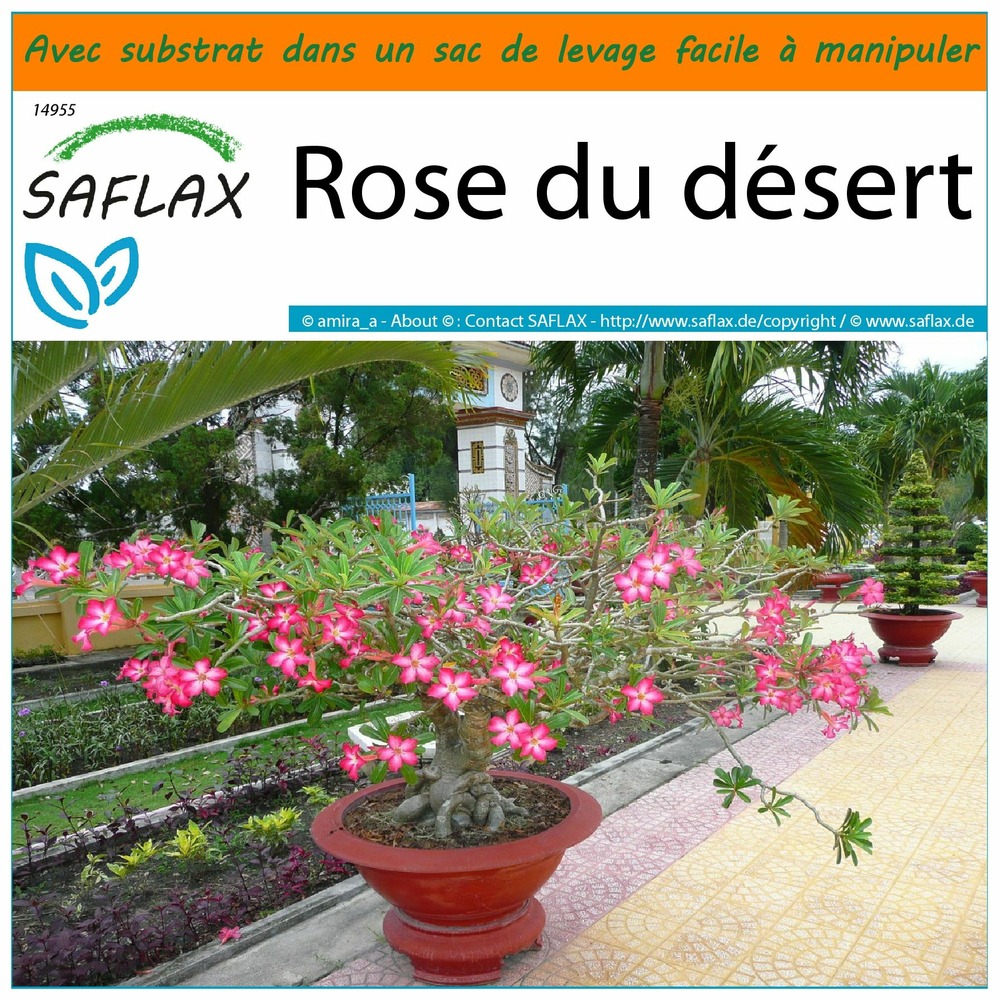 Rose Du DéSert Bulbes,Graines Rose Du DéSert,Adenium Obesum Mix