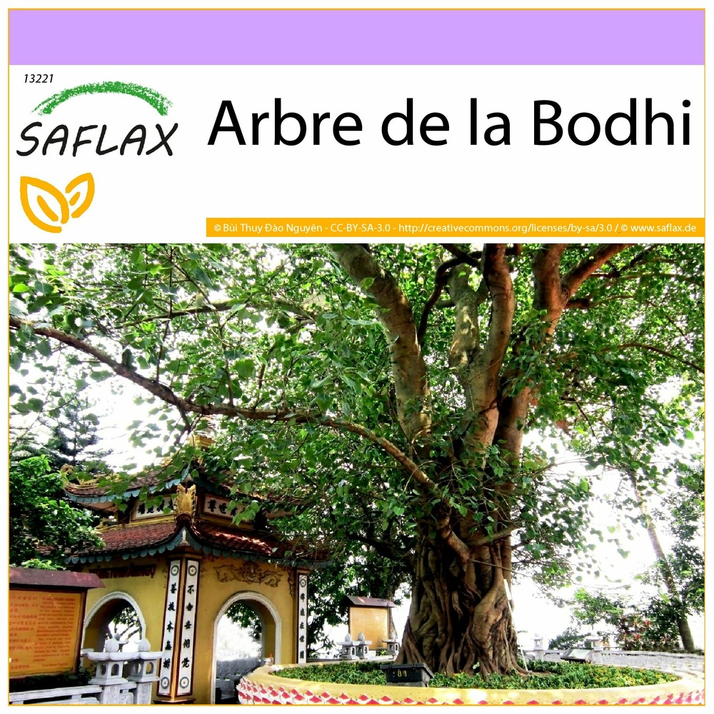 Arbre de la bodhi - 100 graines - ficus religiosa