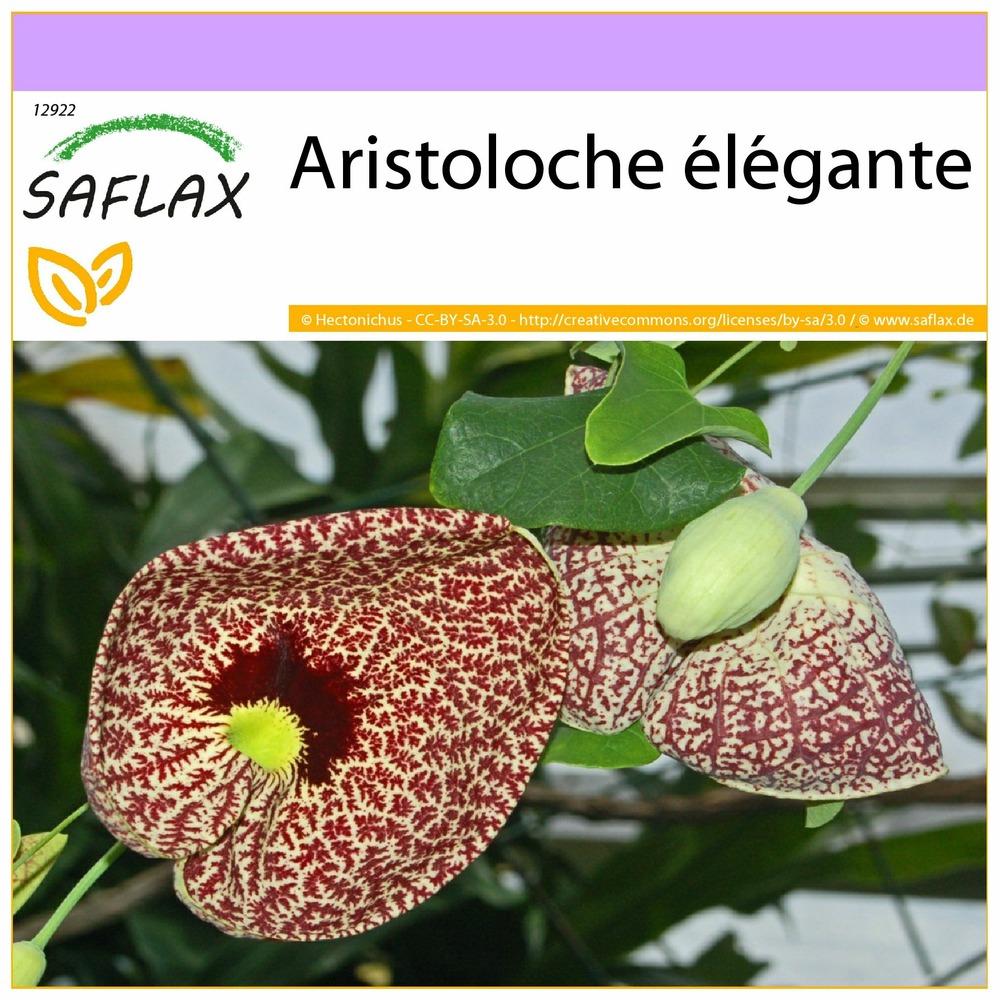 Aristoloche élégante - 80 graines - aristolochia littoralis syn. Elegans