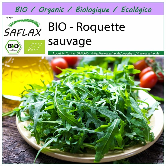 Bio - roquette sauvage - 1500 graines - diplotaxis tenuifolia