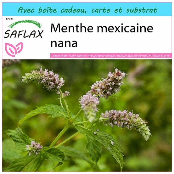 Ensemble-cadeau - menthe mexicaine nana - 500 graines - mentha spicata nane