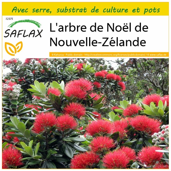 Ensemble de culture - l'arbre de noël de nouvelle-zélande - 300 graines - metrosideros excelsa