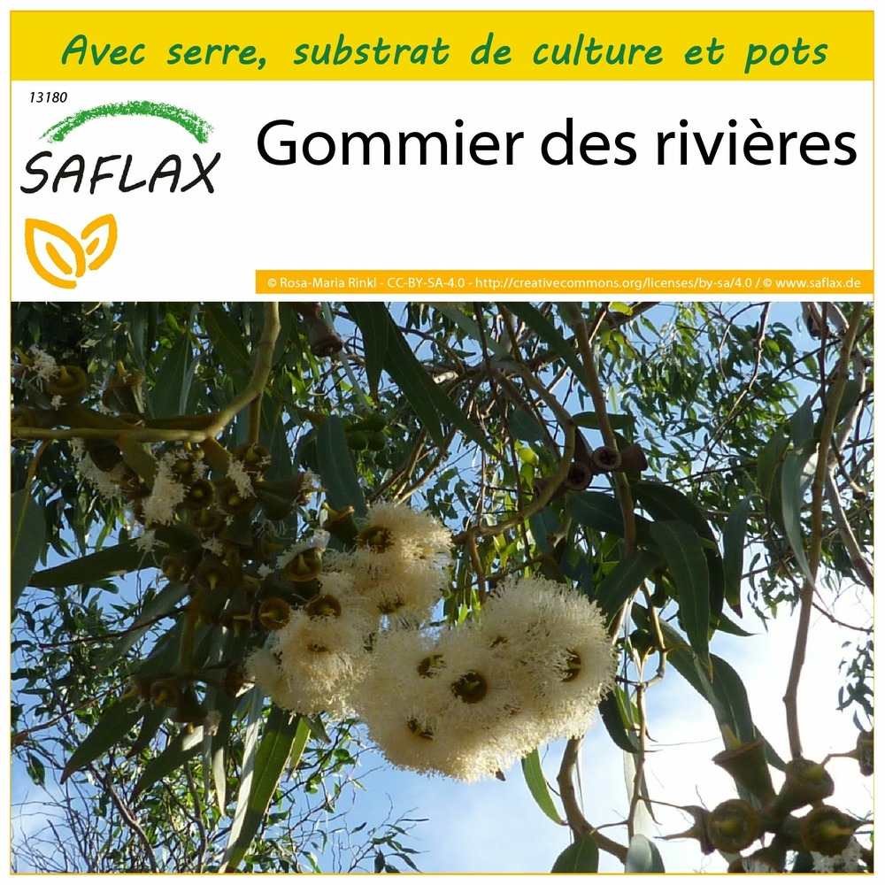 Ensemble de culture - gommier des rivières - 200 graines - eucalyptus camaldulensis