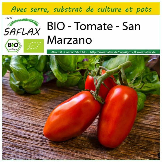Ensemble de culture - bio - tomate - san marzano - 15 graines - solanum lycopersicum