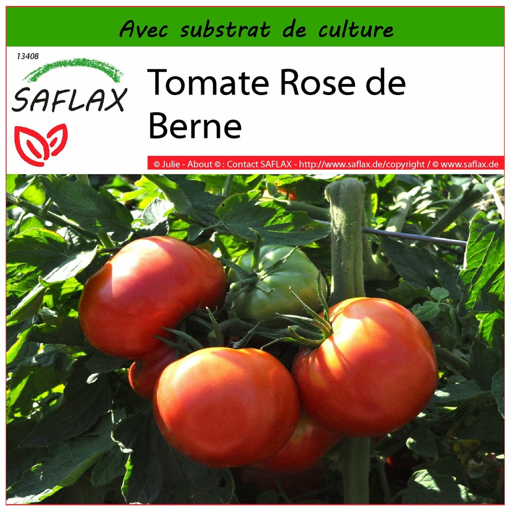 Tomate rose de berne - 10 graines - avec substrat - lycopersicon esculentum