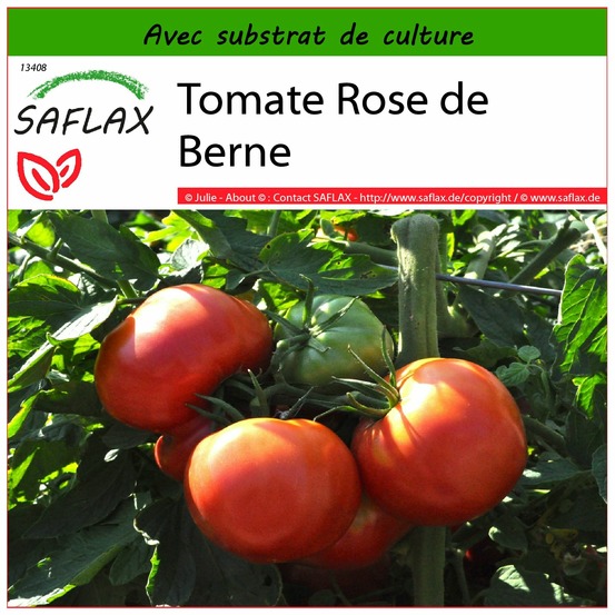 Tomate rose de berne - 10 graines - avec substrat - lycopersicon esculentum