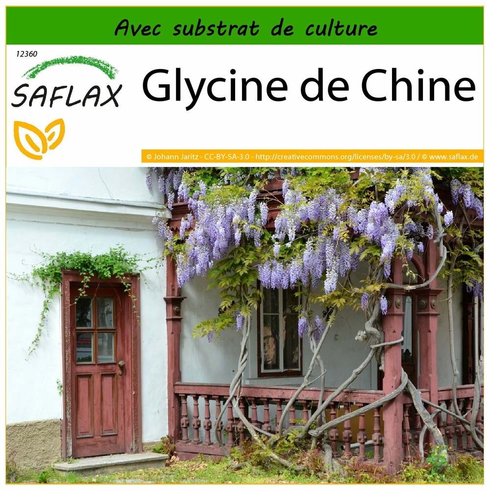 Glycine de chine - 4 graines - avec substrat - wisteria sinensis