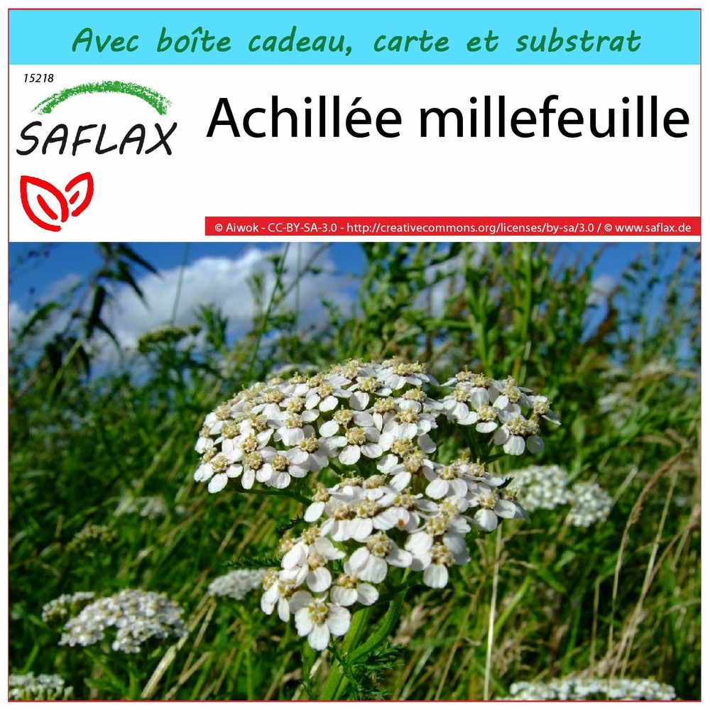 Ensemble-cadeau - achillée millefeuille - 200 graines - achillea millefolium