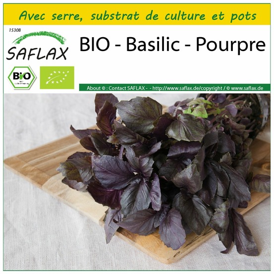 Ensemble de culture - bio - basilic - pourpre - 400 graines - ocimum basilicum