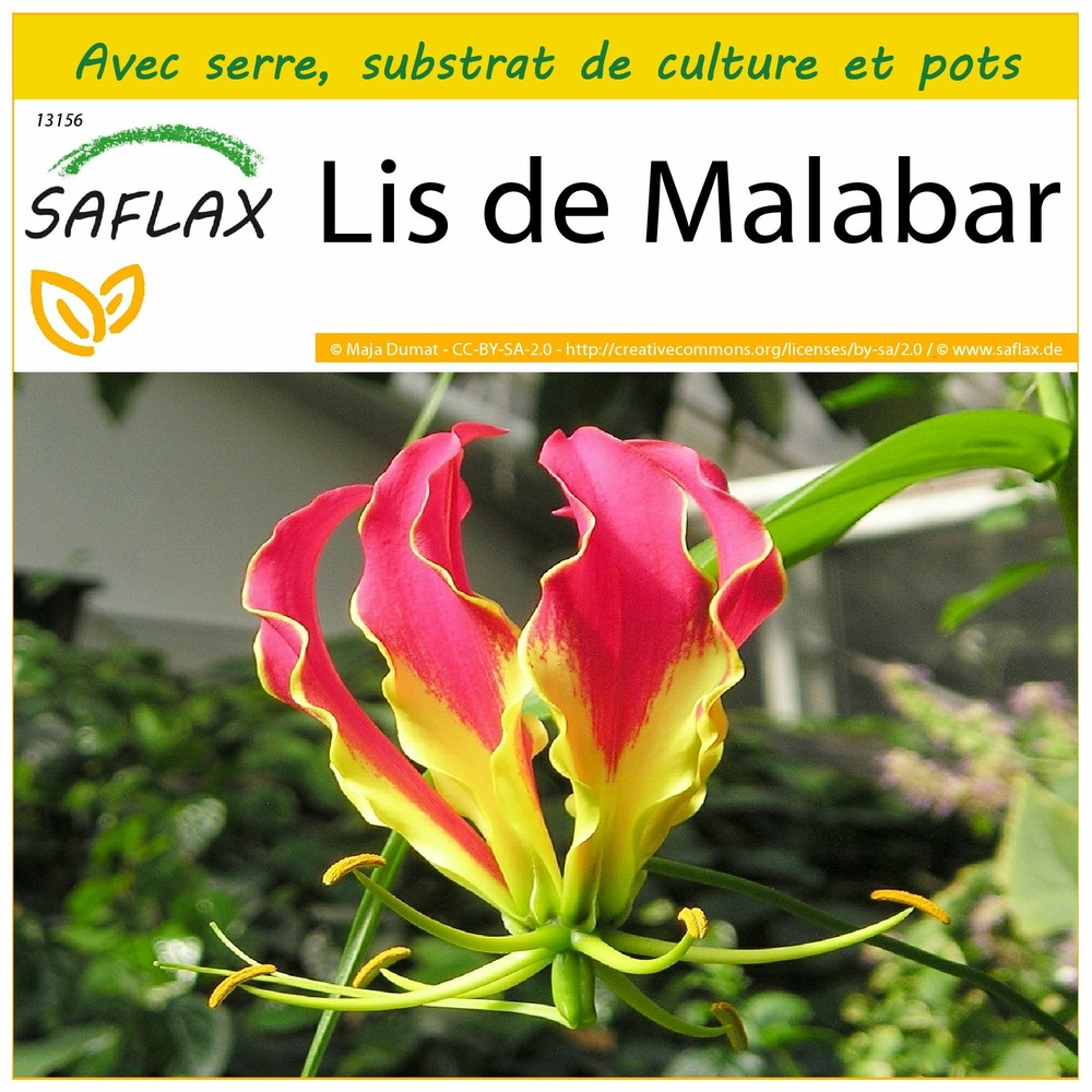 Ensemble de culture - lis de malabar - 15 graines - gloriosa rothschildiana