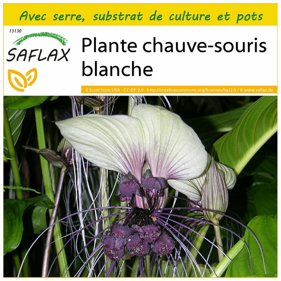 Ensemble de culture - plante chauve-souris blanche - 10 graines - tacca integrifolia