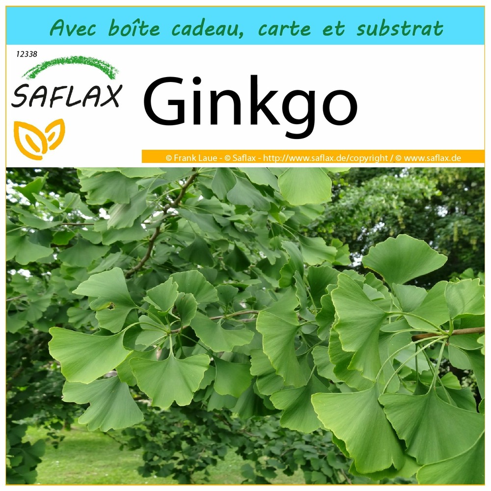 Ensemble-cadeau - ginkgo - 4 graines - ginkgo biloba