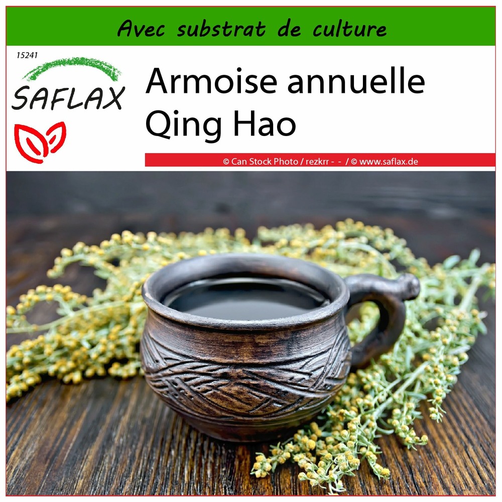 Armoise annuelle qing hao - 250 graines - avec substrat - artemisia annua