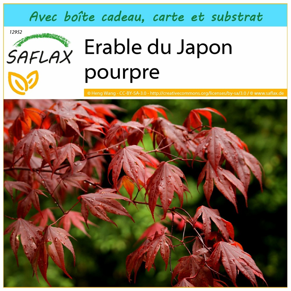 Ensemble-cadeau - erable du japon pourpre - 20 graines - acer palmatum atropurpureum