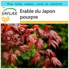 Kit cadeau - erable du japon pourpre - 20 graines  - acer palmatum atropurpureum