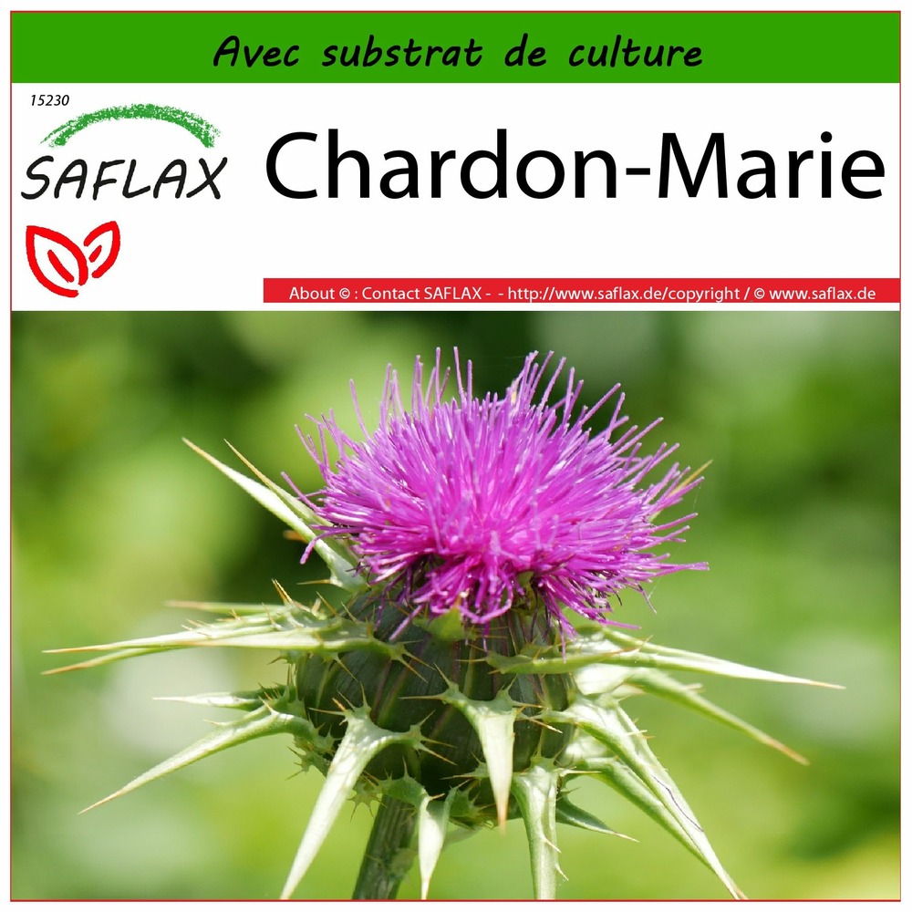 Chardon-marie - 75 graines - avec substrat - silybum marianum