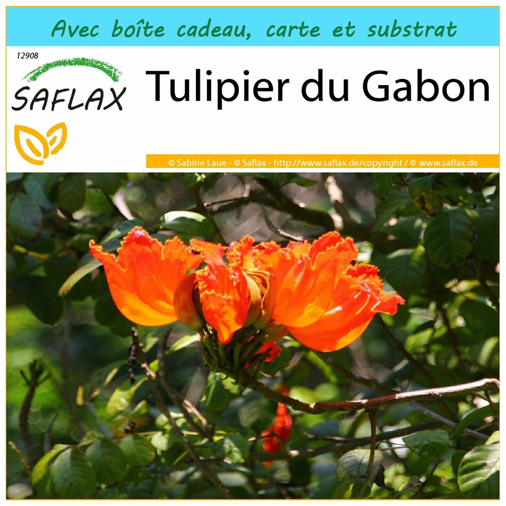 Ensemble-cadeau - tulipier du gabon - 30 graines - spathodea campanulata