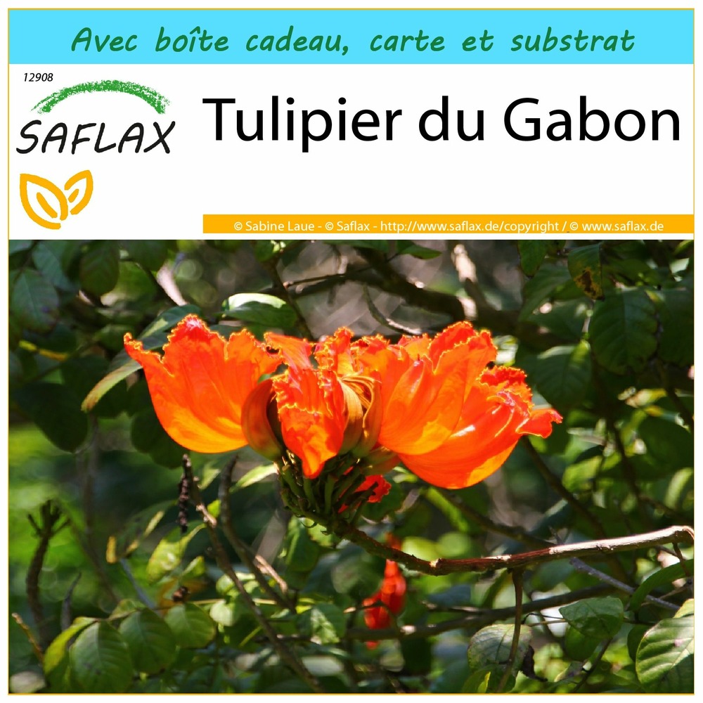 Kit cadeau - tulipier du gabon - 30 graines  - spathodea campanulata