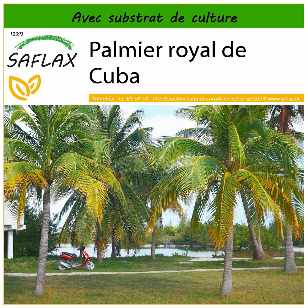 Palmier royal de cuba - 8 graines - avec substrat - roystonia regia