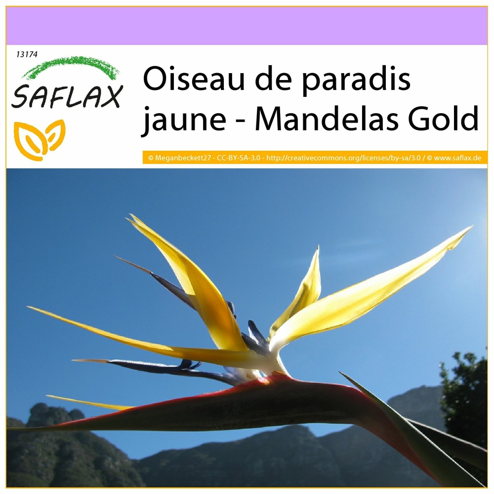 Oiseau de paradis jaune - mandelas gold - 4 graines - strelitzia reginae yellow