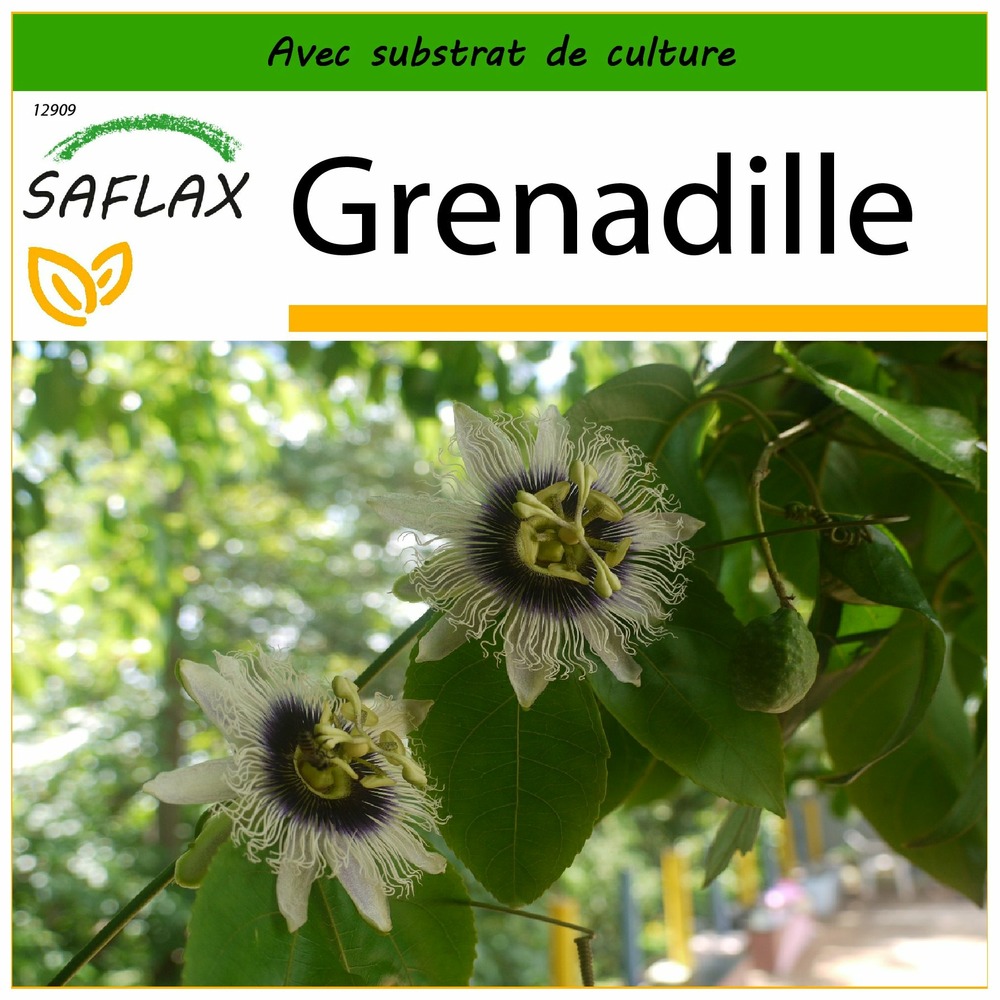 Grenadille - 40 graines - avec substrat - passiflora edulis