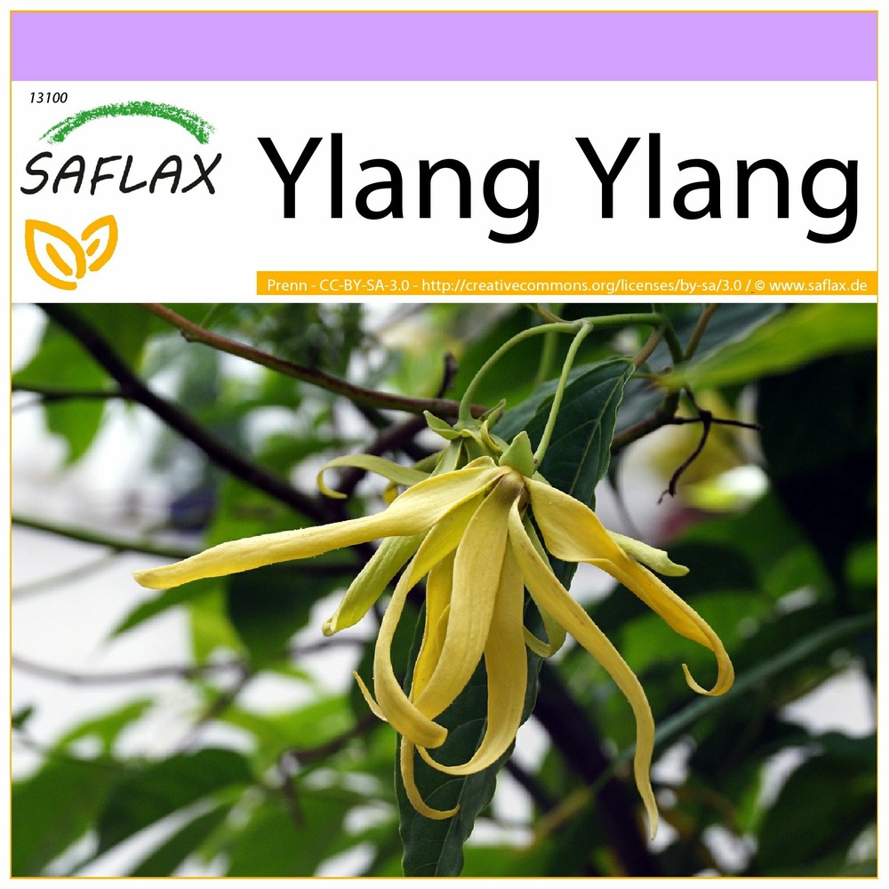 Ylang ylang - 10 graines - cananga odorata