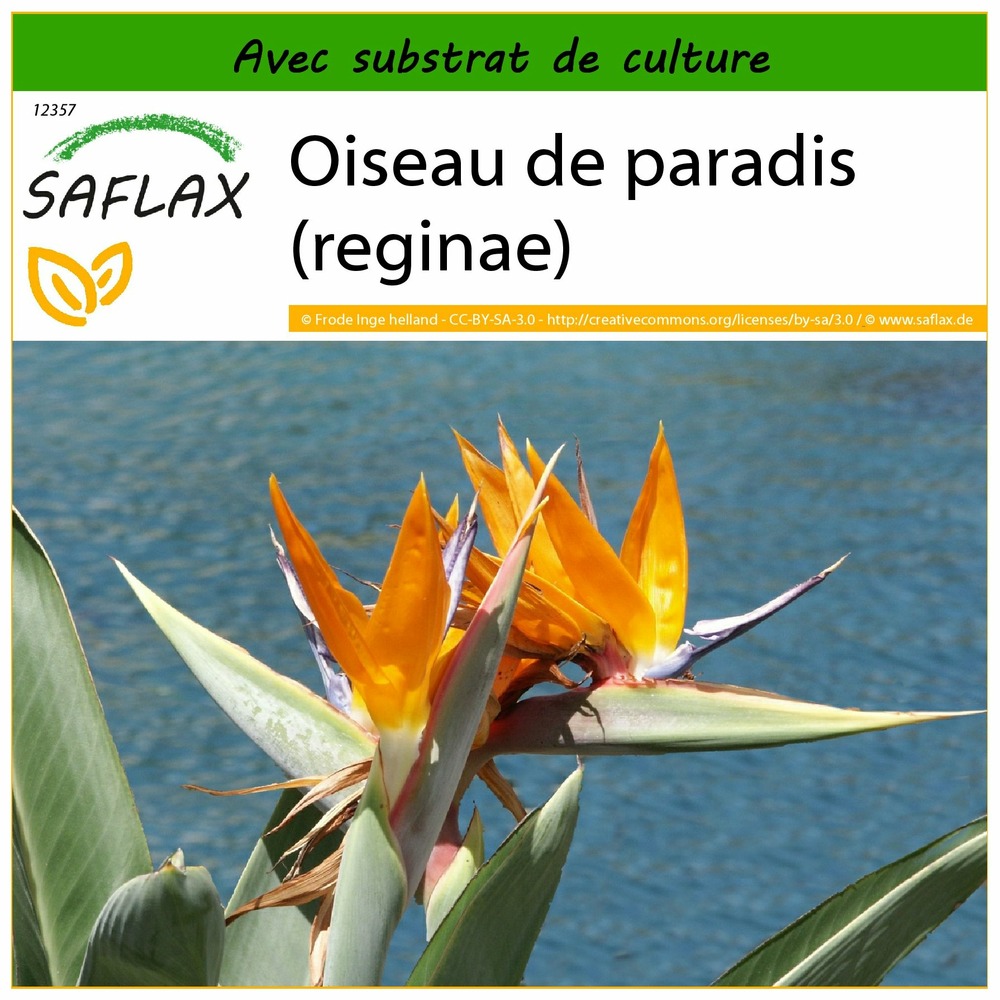 Oiseau de paradis (reginae) - 5 graines - avec substrat - strelitzia reginae