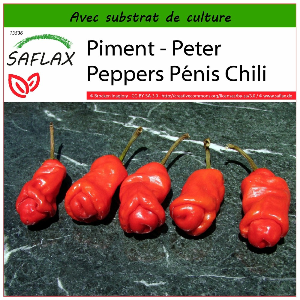 Piment - peter peppers pénis chili - 10 graines - avec substrat - capsicum annuum