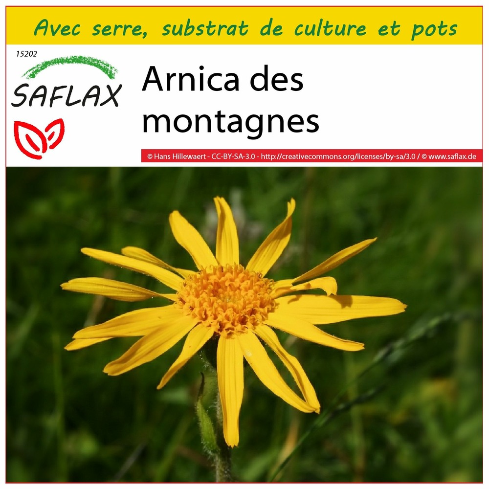 Ensemble de culture - arnica des montagnes - 40 graines - arnica montana