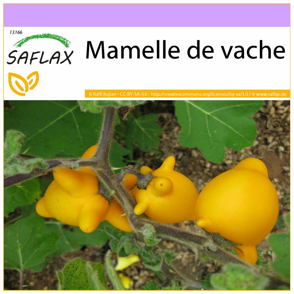 Mamelle de vache - 10 graines - solanum mammosum