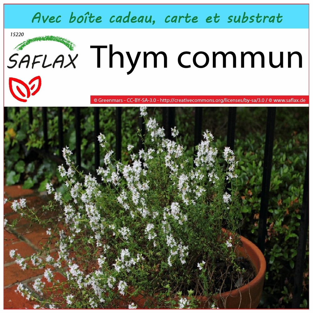 Ensemble-cadeau - thym commun - 200 graines - thymus vulgaris