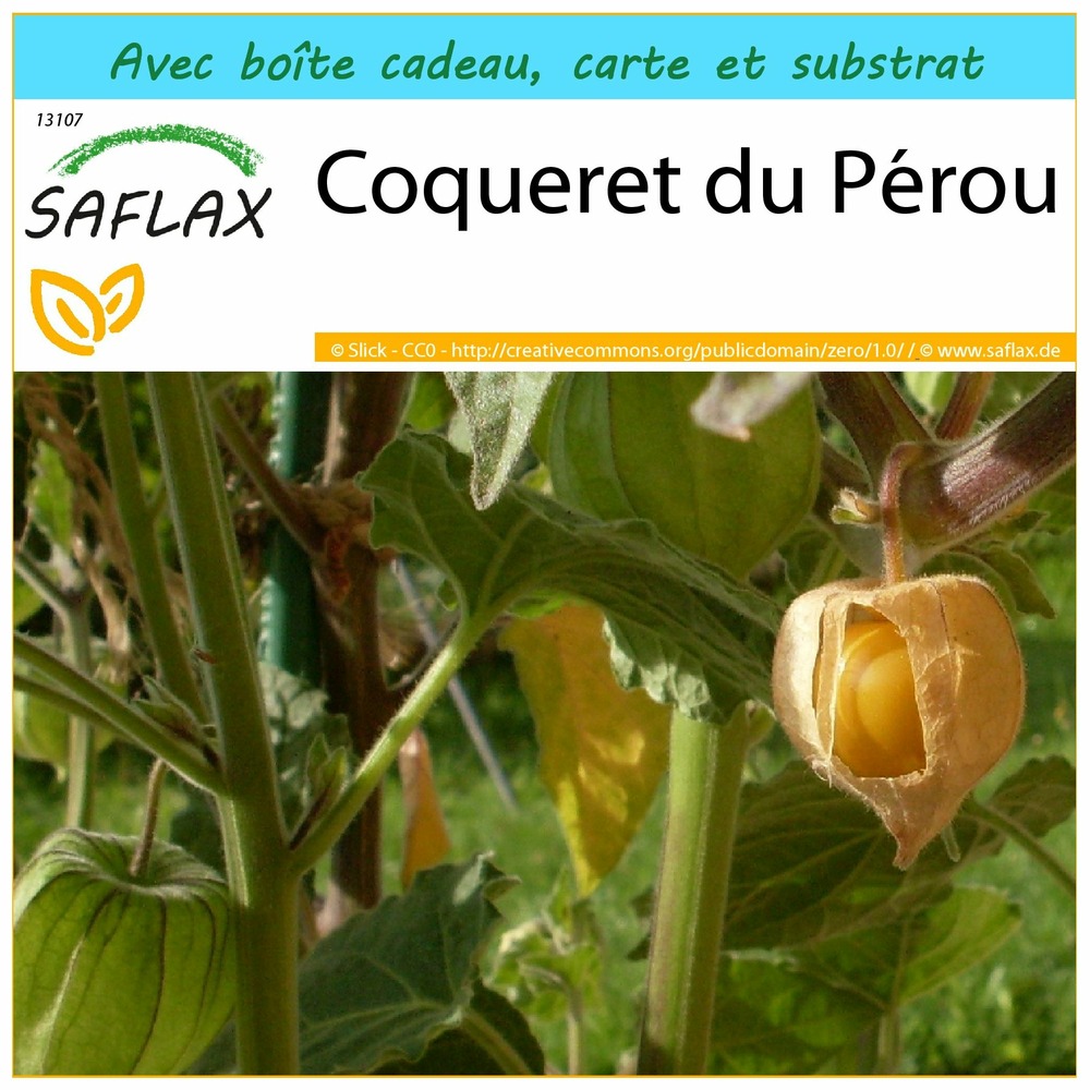 Ensemble-cadeau - coqueret du pérou - 100 graines - physalis peruviana