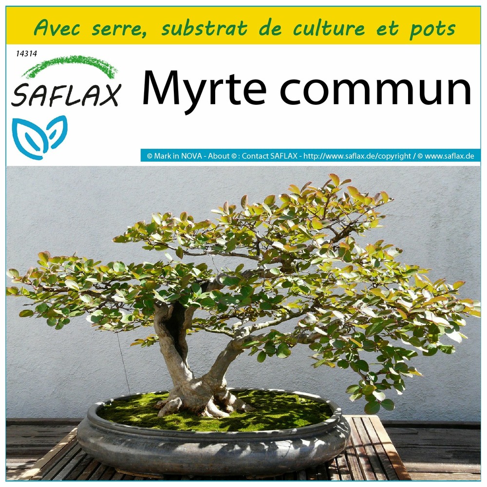 Ensemble de culture - myrte commun - 30 graines - myrtus communis