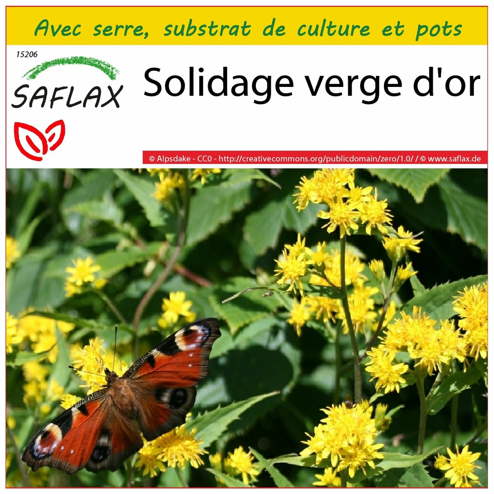 Ensemble de culture - solidage verge d'or - 100 graines - solidago virgaurea