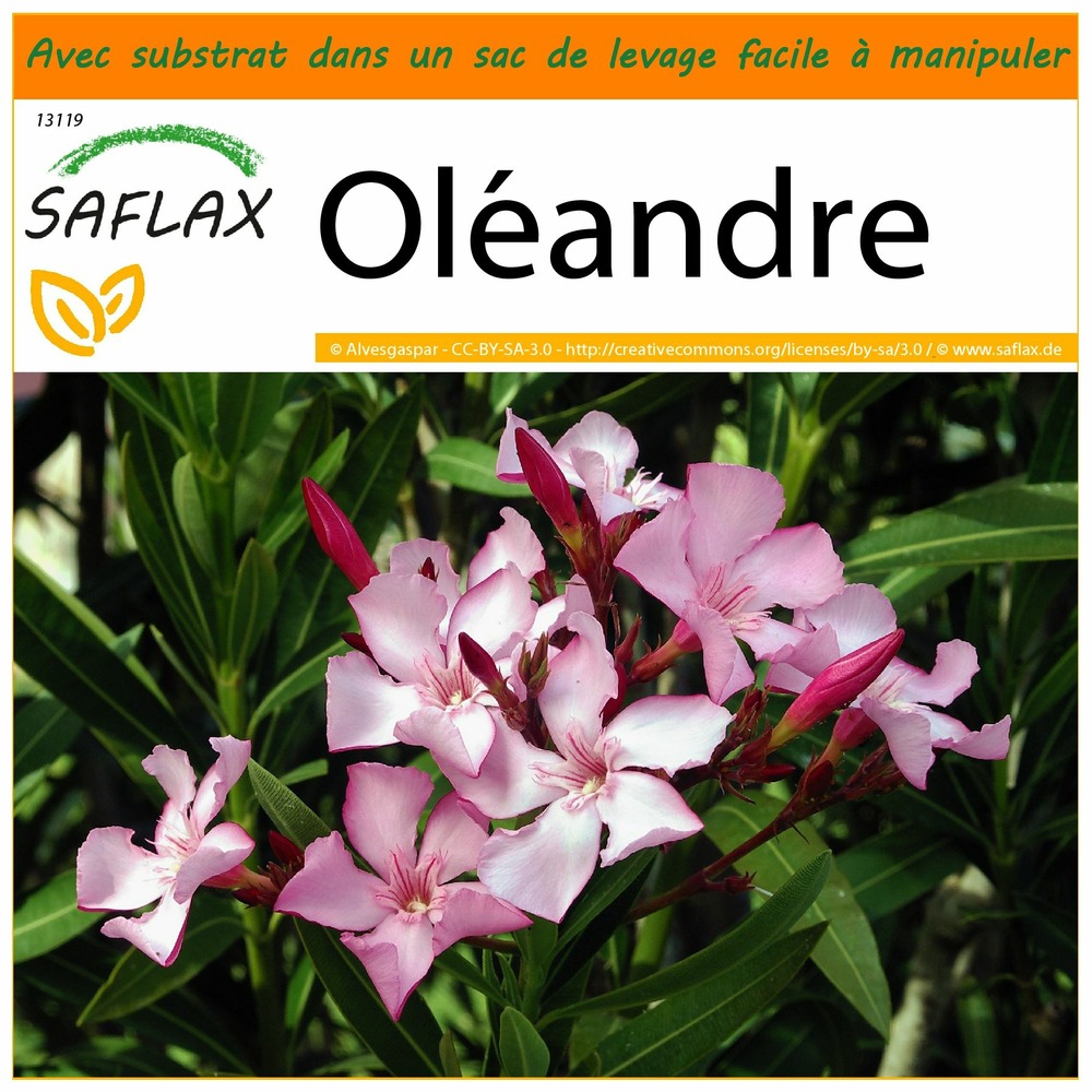 Jardin dans le sac - oléandre - 50 graines  - nerium oleander