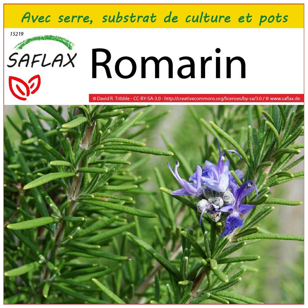 Ensemble de culture - romarin - 100 graines - rosmarinus officinalis