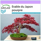 Erable du japon pourpre - 20 graines - acer palmatum atropurpureum