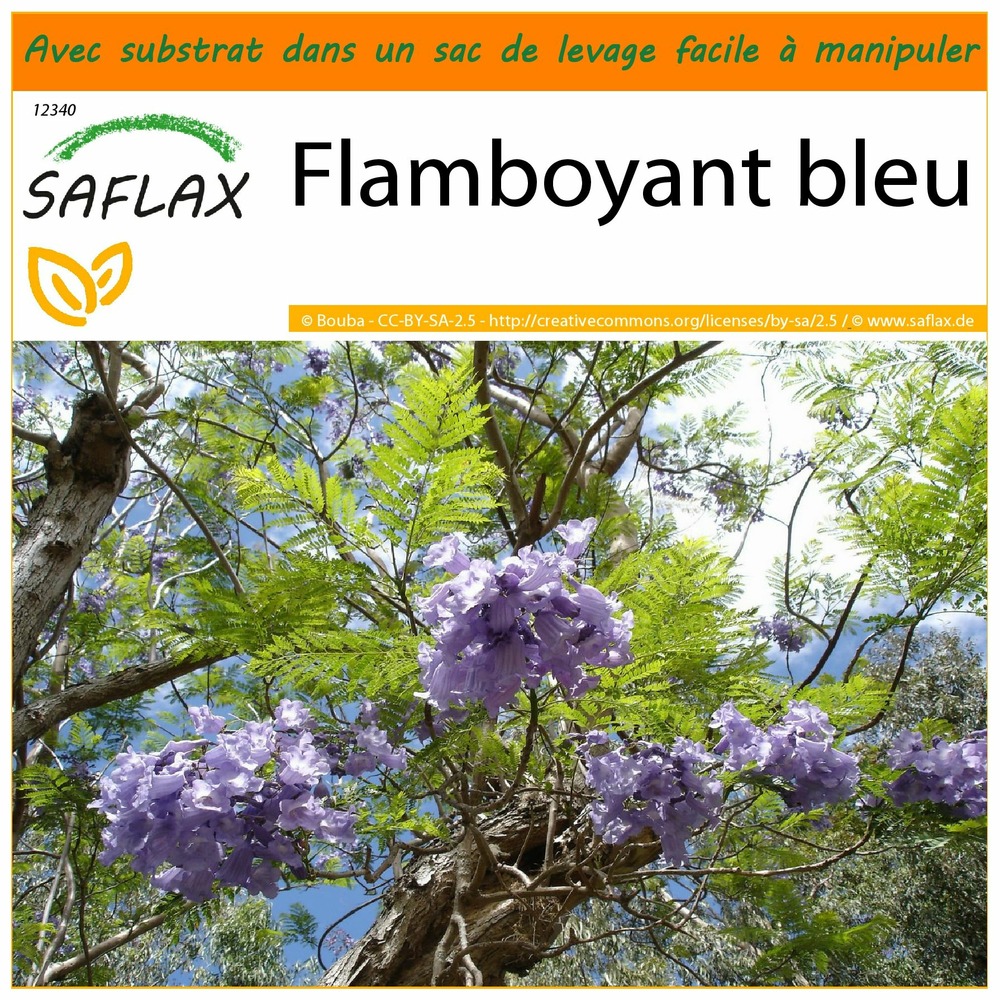 Jardin dans le sac - flamboyant bleu - 50 graines  - jacaranda mimosifolia