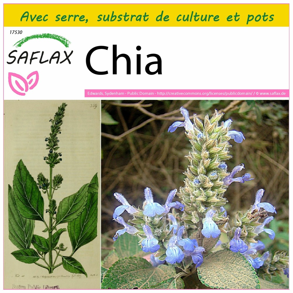 Ensemble de culture - chia - 500 graines - salvia hispanica